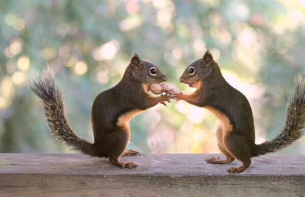 Squirrels Art Print featuring the photograph Squirrels That Share by Peggy Collins