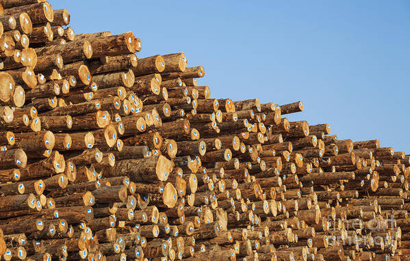 Construction Material Art Print featuring the photograph Stacks Of Logs by Bryan Mullennix