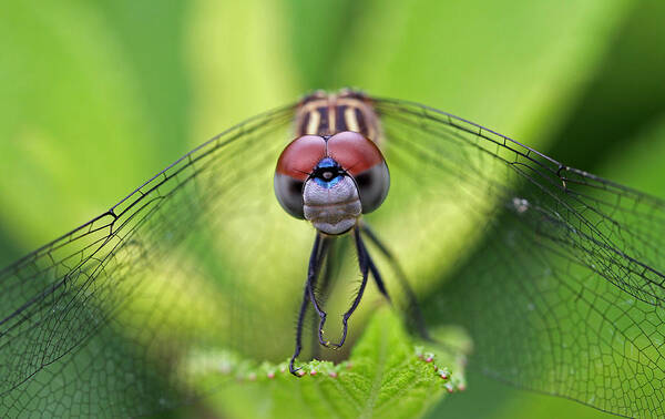 Dragonfly Art Print featuring the photograph Staring Contest by Juergen Roth