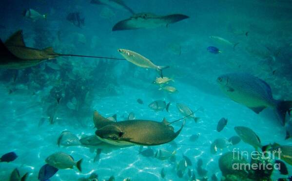 Underwater Art Print featuring the photograph Stingray And Fish by D Hackett