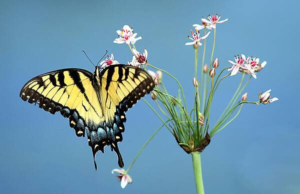Tiger Swallowtail Butterfly Art Print featuring the photograph Stop and Smell the Flowers by Elizabeth Winter