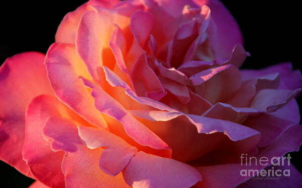 Roses Art Print featuring the photograph The Sun The Rose and Me by Rabiah Seminole