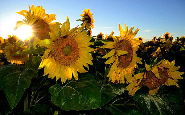 Sunflower Art Print featuring the photograph Sun Flowers and Pollen WCAE2 by Lyle Crump