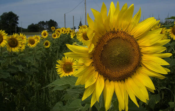 Sunflowers Art Print featuring the photograph Sunflowers by Diane Lent