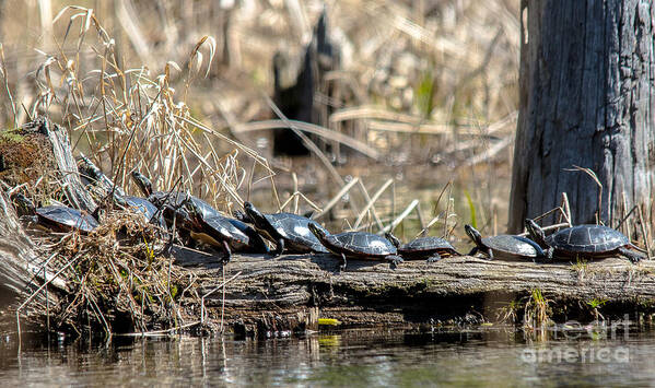 Painted Turtles Art Print featuring the photograph Sunning Turtles by Cheryl Baxter