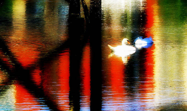 Digital Art Art Print featuring the photograph Swans Sojourn by Aurelio Zucco