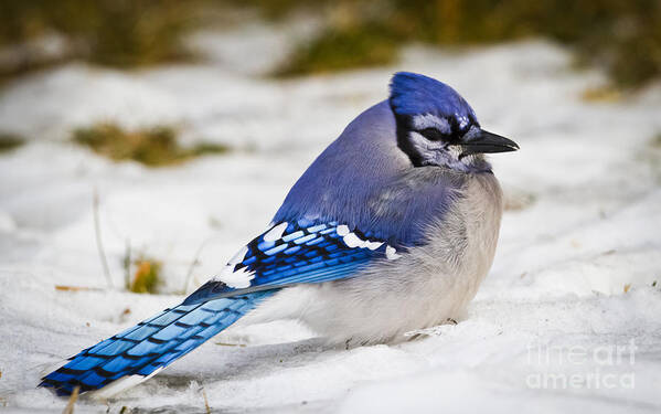 Canon Art Print featuring the photograph The Bluejay by Ricky L Jones