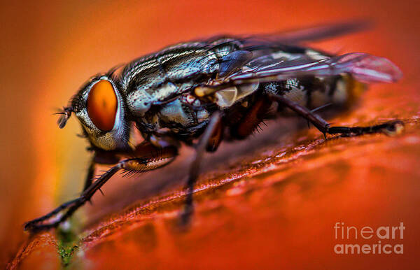 Art Prints Art Print featuring the photograph The Fly by Dave Bosse