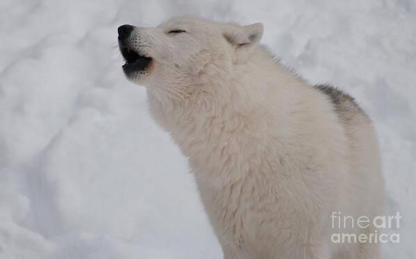 Arctic Wolf Art Print featuring the photograph The Howler by Bianca Nadeau