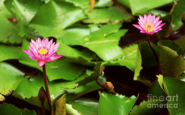 Flower Art Print featuring the photograph The lily pond by Paul Cowan