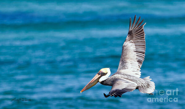 The Peaceful Pelican Art Print featuring the photograph The Peaceful Pelican by Michelle Constantine