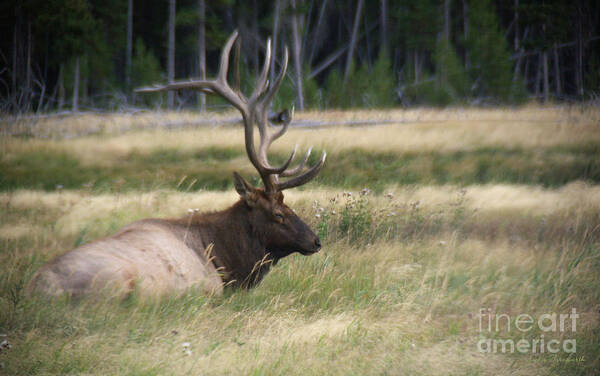 Photography Art Print featuring the photograph The Resting Elk by Jackie Farnsworth