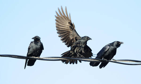 Crow Art Print featuring the photograph Three Crows on a Wire. by Bradford Martin