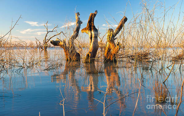 Dead Trees Submerged Fresh Water Lake Pamamaroo Menindee Outback Australia Reflections   Art Print featuring the photograph Three Sisters by Bill Robinson