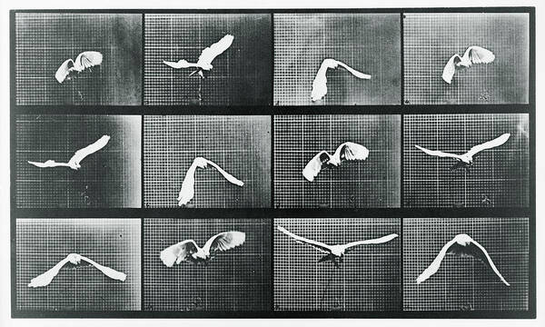 Bird Art Print featuring the mixed media Time Lapse Motion Study Bird Monochrome by Tony Rubino