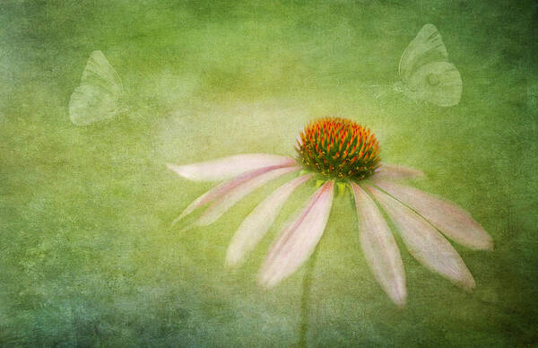 Echinacea Art Print featuring the photograph Today I Choose Joy by Marina Kojukhova