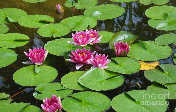 Waterlilies Art Print featuring the photograph Togetherness by Kathie Chicoine