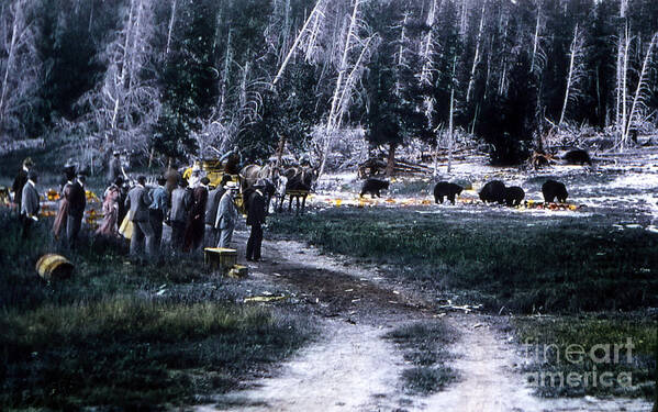 History Art Print featuring the photograph Tourists Feeding Bear Yellowstone Np by NPS Photo JP Clum