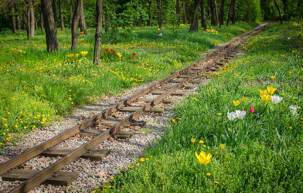 Railroad Art Print featuring the photograph Train Tracks Through Mystic Flower Forest by Andreas Berthold