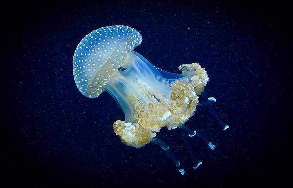 Jellyfish Art Print featuring the photograph Transparent blue jellyfish by Andreas Berthold