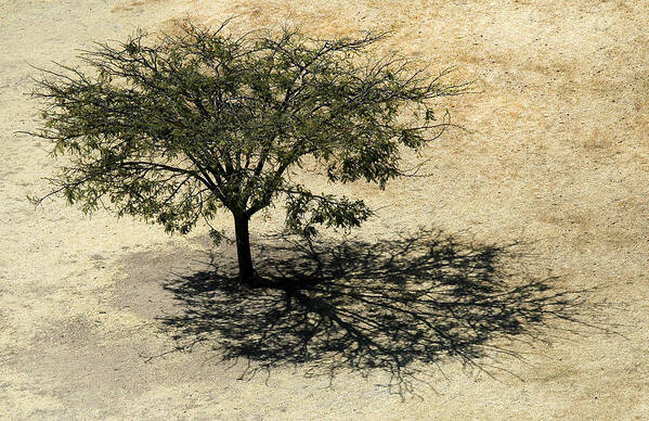 Art Art Print featuring the photograph Tree and Shadow at Monte Alban by Rob Huntley