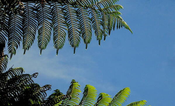 Tree Fern Art Print featuring the photograph Tree Fern Abstract by Peter Mooyman