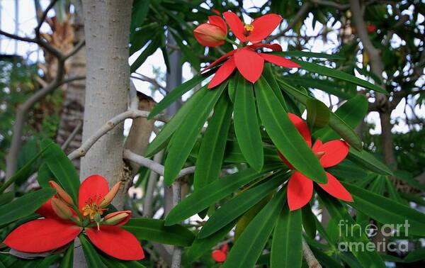 Botanical Art Print featuring the photograph Triplets by Butch Phillips