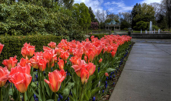 Flowers Art Print featuring the photograph Tulips by David Dufresne