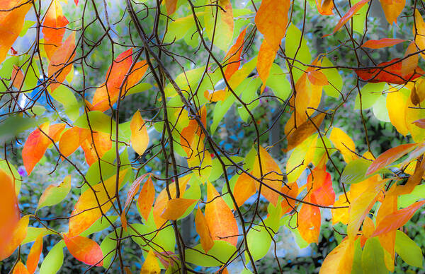 Autumn Art Print featuring the photograph Tupelo Tapestry - Glowing Leaves by Saxon Holt