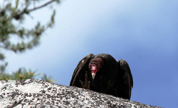 Vulture Art Print featuring the photograph Turkey Vulture Attitude by Debbie Oppermann