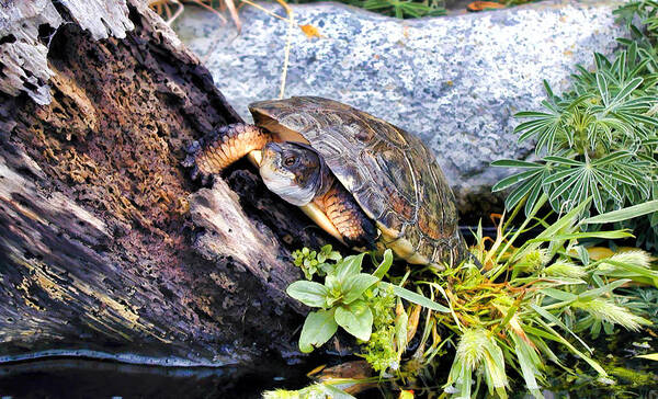 Turtle Art Print featuring the photograph Turtle 1 by Dawn Eshelman