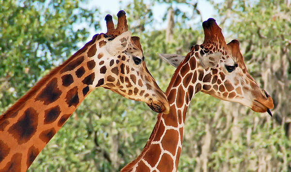 Giraffe Art Print featuring the photograph Two Giraffes by Aimee L Maher ALM GALLERY