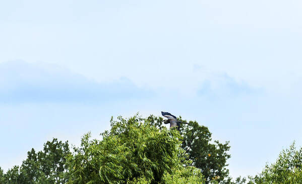 Great Blue Heron Art Print featuring the photograph Up Up And Away by Ed Peterson