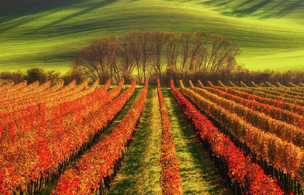 Moravia Art Print featuring the photograph Vine-growing by Piotr Krol (bax)