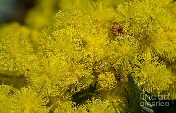 Australia Art Print featuring the photograph Wattle by Steven Ralser