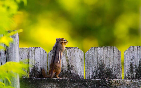 Chipmonk Art Print featuring the photograph Whats over there by Rudy Viereckl