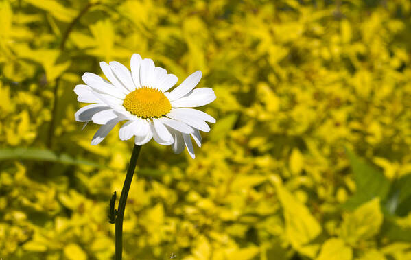 Daisy Art Print featuring the photograph White Daisy in Yellow Garden by Lynn Hansen