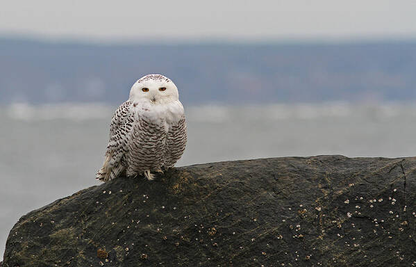 Snowy Owl Art Print featuring the photograph White Snowy Owl by Juergen Roth