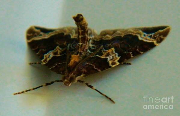 Moth Art Print featuring the photograph Wierd Moth 3 by Gallery Of Hope 