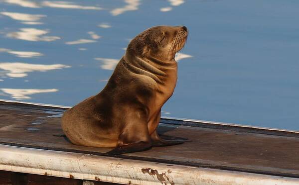 Wild Art Print featuring the photograph Wild Pup Sun Bathing - 2 by Christy Pooschke