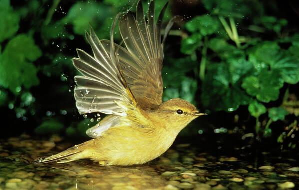 Mp Art Print featuring the photograph Willow Warbler Bathing by Duncan Usher