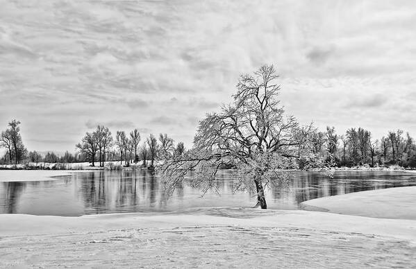 Winter Tree At The Park 5 B/w Art Print featuring the photograph Winter Tree at the Park 5 b/w by Greg Jackson