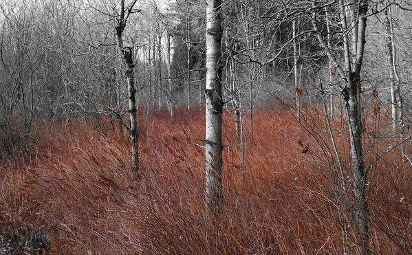 Landscape Art Print featuring the photograph Winter Wetland by Jani Freimann