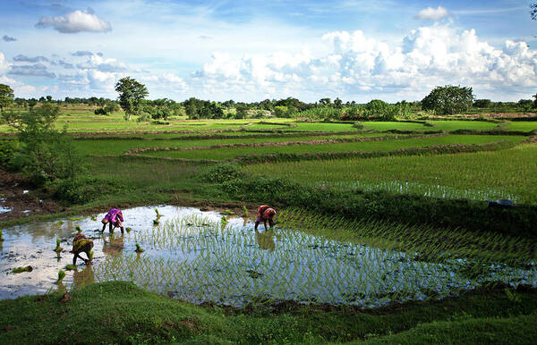 Tranquility Art Print featuring the photograph Women Sowing Seeds In West Bengal,india by Partha Pal