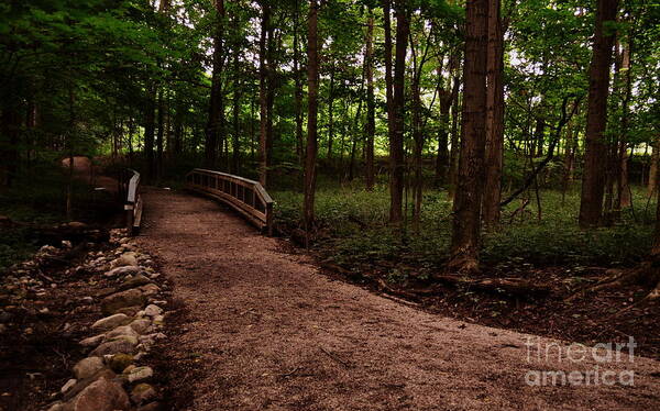 Wood Bridge Art Print featuring the photograph Wood Bridge in Forest by Amy Lucid