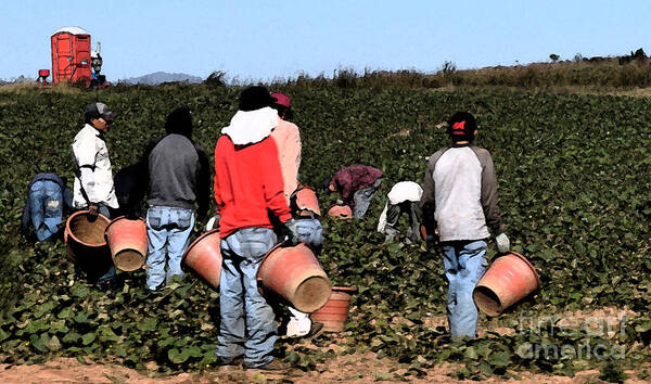 Migrant Workers Art Print featuring the photograph Working The Fields by Lydia Holly