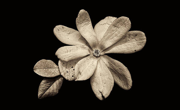 Wounded White Magnolia Art Print featuring the photograph Wounded White Magnolia Wide Version Sepia by Weston Westmoreland