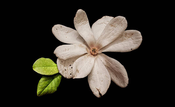 Wounded White Magnolia Art Print featuring the photograph Wounded White Magnolia Wide Version by Weston Westmoreland
