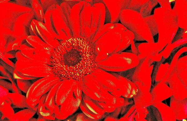 Red Art Print featuring the photograph Wow Red by Jody Lane