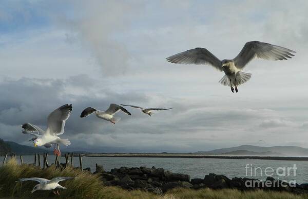Birds Art Print featuring the photograph Wow Seagulls 2 by Gallery Of Hope 